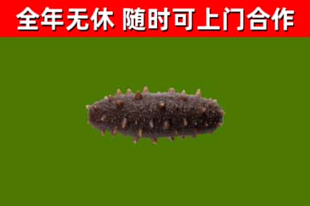 延安烟酒回收干海参.jpg